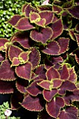 COLEUS SOLAR FLARE