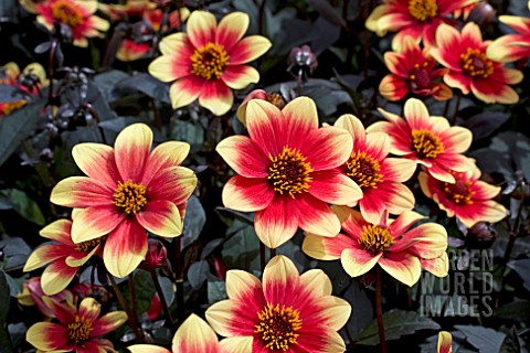 DAHLIA_HAPPY_DAYS_BICOLOUR_YELLOW_RED