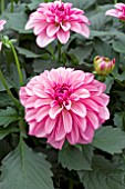 DAHLIA LABELLA GRANDE DARK PINK