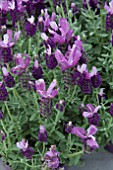 LAVANDULA STOECHAS BUTTERFLY GARDEN