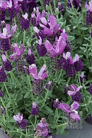 LAVANDULA_STOECHAS_BUTTERFLY_GARDEN