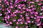 LOBELIA HOTSPRINGS MAGENTA