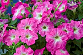 PETUNIA SUNPLEASURE PORCH NEON SUGAR BEAT