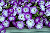 PETUNIA VIVA BLUE MORN