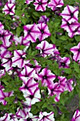 PETUNIA VIVA PINK STARDUST