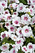 PETUNIA VIVA WHITE RED VEINS