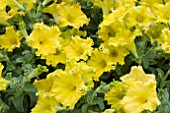 PETUNIA HAPPY MAGIC GIANT DIJON