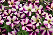 PETUNIA HAPPY MAGIC VANILLA RASPBERRY STAR