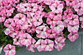 PETUNIA VIVA PINK MORN