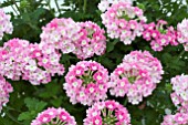 VERBENA LANAI PINK BALLET