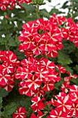 VERBENA LANAI VOODOO STAR