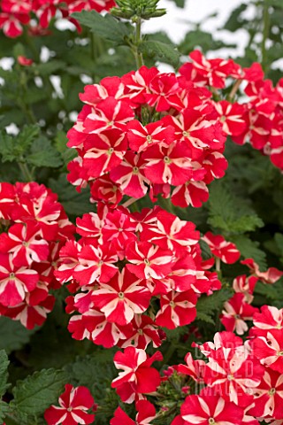 VERBENA_LANAI_VOODOO_STAR