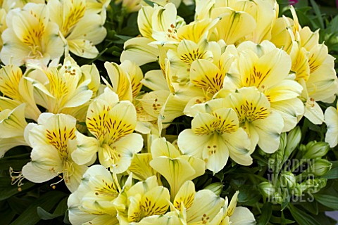 ALSTROEMERIA_INTICANCHA_CABANA