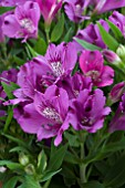 ALSTROEMERIA INTICANCHA INDIGO