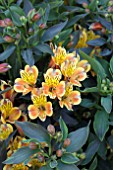 ALSTROEMERIA SUMMER BREEZE