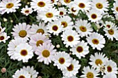 ARGYRANTHEMUM REFLECTIONS BLUSH