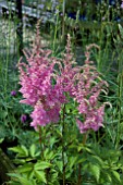 ASTILBE BREMMEN