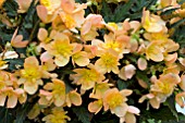 BEGONIA UNSTOPPABLE UPRIGHT PEACH