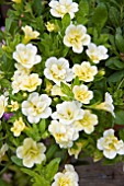 CALIBRACHOA NOA DOUBLE PINEAPPLE