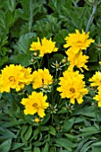 COREOPSIS PRESTO YELLOW