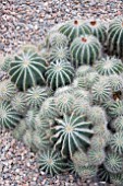 CORYPHANTHA SULCOLANATA