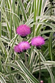 CIRSIUM HETEROPHYLLA & MISCANTHUS COSMOPOLITAN