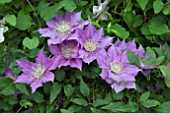 CLEMATIS BIJOU