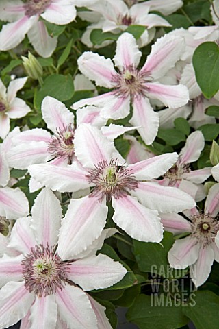 CLEMATIS_COUNTESS_OF_WESSEX