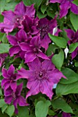 CLEMATIS GUIDING PROMISE