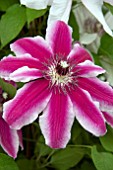 CLEMATIS PAMINA