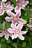 CLEMATIS STARLIGHT