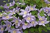 CLEMATIS ZARA