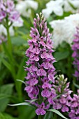 DACTYLORHIZA BROOMHILL BEAUTY