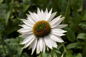 ECHINACEA FRAGRANT ANGEL