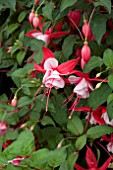 FUCHSIA LADY IN RED