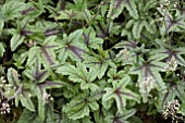 HEUCHERELLA KIMONO