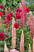 MIXED BORDER WITH LUPINS AND DAHLIAS