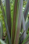 PHORMIUM CHOCOMINT