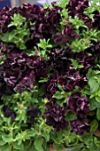 PETUNIA BLACK NIGHT