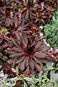 SEMPERVIVUM NOIR