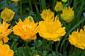 TROLLIUS DANCING FLAME