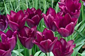 TULIPA HAVRAN