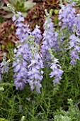 VERONICA AUSTRIACA IONIAN SKIES