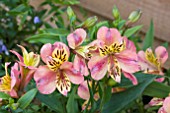 ALSTROEMERIA CAHORS