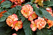 BEGONIA PICOTEE SUNBURST