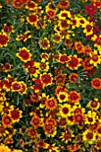 COREOPSIS INCREDIBLE DWARF MIXED