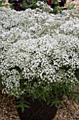 GYPSOPHILA SUMMER SPARKLES