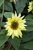 HELIANTHUS LEMON PARTY