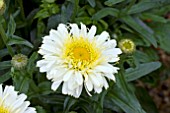 LEUCANTHEMUM REAL CHARMER