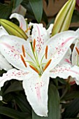 LILIUM MADELAINE